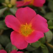 Portulaca RioGrande 'Magenta' Portulaca RioGrande 'Magenta'