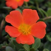 Portulaca RioGrande 'Orange' Portulaca RioGrande 'Orange'