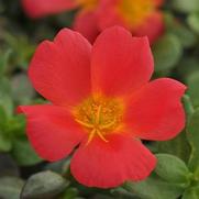 Portulaca RioGrande 'Scarlet' Portulaca RioGrande 'Scarlet'