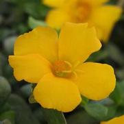 Portulaca RioGrande 'Yellow' Portulaca RioGrande 'Yellow'