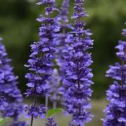 Salvia farinacea 'Mystic Spires'