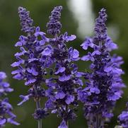 Salvia farinacea 'Mysty'