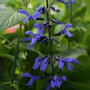 Salvia guaranitica 'Black & Bloom'