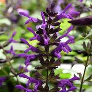 Salvia guaranitica 'Purple & Bloom'