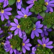 Scaevola hybrid 'Blue Brilliance'