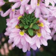 Scaevola aemula 'Fairy Pink'