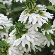 Scaevola aemula 'Fairy White'