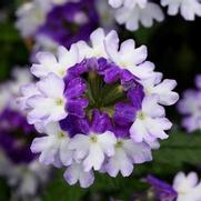 Verbena Firehouse 'Blue Fizz'