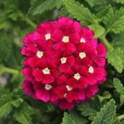 Verbena Firehouse 'Burgundy'