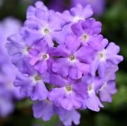 Verbena Firehouse 'Lavender'