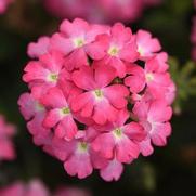 Verbena Firehouse 'Pink' Verbena Firehouse 'Pink'