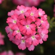 Verbena Firehouse 'Pink'