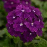 Verbena Firehouse 'Purple'