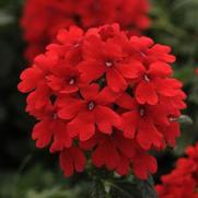 Verbena Firehouse 'Red'