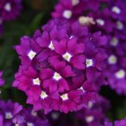 Verbena Firehouse 'Violet Wink'