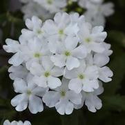 Verbena Firehouse 'White Improved'