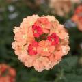 Verbena hybrid 'Lanai Peach' Verbena hybrid 'Lanai Peach'