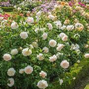 Rosa 'Litchfield Angel' Rosa 'Litchfield Angel'