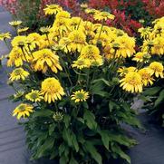 Echinacea purpurea 'Sunny Days Lemon' Echinacea purpurea 'Sunny Days Lemon'