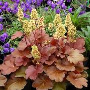 Heuchera hybrid 'Little Cutie Blondie' Heuchera hybrid 'Little Cutie Blondie'