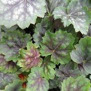 Heuchera americana 'Marvelous Marble Silver' Heuchera americana 'Marvelous Marble Silver'