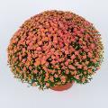 Chrysanthemum 'Jacqueline Peach Fusion'