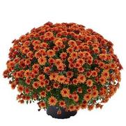 Chrysanthemum 'Morgana Orange'