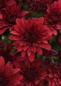 Chrysanthemum 'Roaring Red'