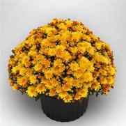 Chrysanthemum 'Sizzling Fire Yellow'