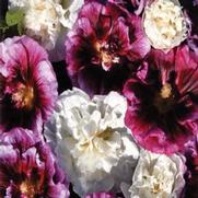Alcea rosea 'Blueberry Ripple' Alcea rosea 'Blueberry Ripple'