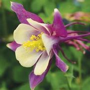 Aquilegia hybrid 'Earlybird Purple Yellow'