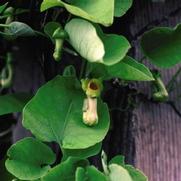 Aristolochia macrophylla Aristolochia macrophylla