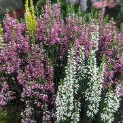 Calluna vulgaris 'Beauty Ladies Trio'