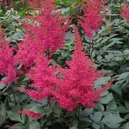 Astilbe arendsii 'Granat' Astilbe arendsii 'Granat'
