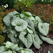 Brunnera macrophylla 'Sterling Silver'