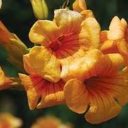 Campsis x. tagliabuana 'Summer Jazz™ Sunrise Gold' Campsis x. tagliabuana 'Summer Jazz™ Sunrise Gold'