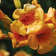 Campsis x. tagliabuana 'Summer Jazz Sunrise Gold'