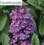 Buddleia davidii 'Chrysalis Blue' Buddleia davidii 'Chrysalis Blue'
