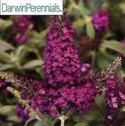 Buddleia davidii 'Chrysalis Cranberry' Buddleia davidii 'Chrysalis Cranberry'