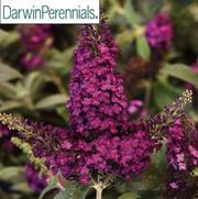 Buddleia davidii 'Chrysalis Cranberry'