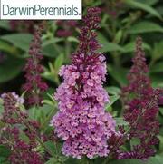 Buddleia davidii 'Chrysalis Pink' Buddleia davidii 'Chrysalis Pink'