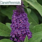 Buddleia davidii 'Chrysalis Purple'