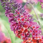 Buddleia Weyeriana 'Bicolor' Buddleia Weyeriana 'Bicolor'