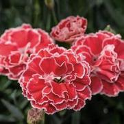 Dianthus hybrid 'Constant Beauty Crush Orange' Dianthus hybrid 'Constant Beauty Crush Orange'