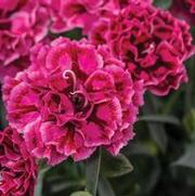 Dianthus hybrid 'Constant Beauty Crush Rose'