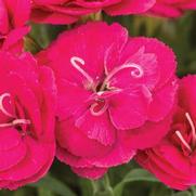 Dianthus hybrid 'Constant Candence Cherry'