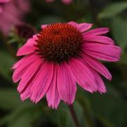 Echinacea purpurea 'Sombrero Rosada'