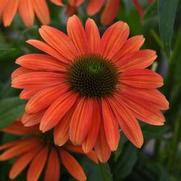 Echinacea purpurea 'Sombrero Tango Tangerine'