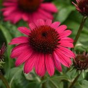 Echinacea purpurea 'Sombrero Poco Hot Pink' Echinacea purpurea 'Sombrero Poco Hot Pink'