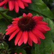 Echinacea purpurea 'Sombrero Poco Red'